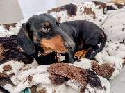 Hunde & Katzenhotel Susi & Strolch - GALLERY
