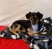 Hunde & Katzenhotel Susi & Strolch - GALLERY
