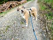 Hunde & Katzenhotel Susi & Strolch - GALLERY
