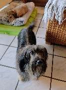 Hunde & Katzenhotel Susi & Strolch - GALLERY