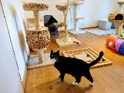 Hunde & Katzenhotel Susi & Strolch - GALLERY