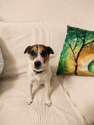 Hunde & Katzenhotel Susi & Strolch - GALLERY