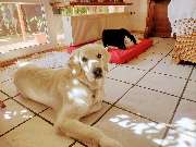 Hunde & Katzenhotel Susi & Strolch - GALLERY