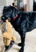 Hundeberatung für Familienhunde - Kluge Hunde - Auch im häuslichen Umfeld fördern wir spielerisches Verhalten und ruhiges Sozialverhalten. Der Hund zeigt hier, wie wichtig Beschäftigung und Sicherheit im Alltag sind.