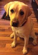 Hundeberatung für Familienhunde - Kluge Hunde - Ein aufmerksamer Blick, der zeigt: Der Hund ist bereit zur Zusammenarbeit. In unserer Arbeit legen wir viel Wert auf klare Kommunikation und positive Motivation.