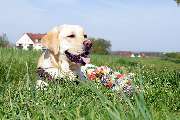 Hundeberatung für Familienhunde - Kluge Hunde - Ein glücklicher Labrador genießt die Ruhe auf der Wiese – mit seinem bunten Spielzeug als Symbol für Spaß, Entspannung und Bindung.