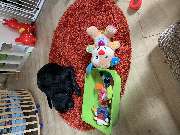 Hundeberatung für Familienhunde - Kluge Hunde - Ein gut strukturierter Ruhe- und Spielbereich trägt zur Ausgeglichenheit des Hundes bei. In einer sicheren und vertrauten Umgebung kann der Hund entspannt spielen und sich zurückziehen.