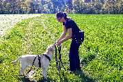 Hundeberatung für Familienhunde - Kluge Hunde - Ein konzentrierter Trainingsmoment auf freiem Feld – Leinenarbeit mit positiver Bestärkung für mehr Vertrauen und Struktur im Alltag.
