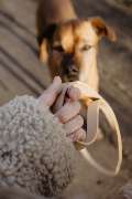 Hundeberatung für Familienhunde - Kluge Hunde - Ein Moment der Verbindung zwischen Mensch und Hund – bereit für einen gemeinsamen Spaziergang. Dieses Bild steht sinnbildlich für den Beginn einer Veränderung durch achtsames Hundetraining bei Kluge Hunde. V