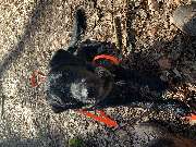 Hundeberatung für Familienhunde - Kluge Hunde - GALLERY