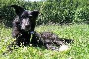 Hundeberatung für Familienhunde - Kluge Hunde - Pause auf der Blumenwiese – dieser entspannte Hund zeigt, wie schön Balance zwischen Spiel, Ruhe und Natur sein kann.