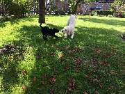 Hundeberatung für Familienhunde - Kluge Hunde - Soziales Spiel ist ein wichtiger Bestandteil unserer Hundeschule. Die Hunde dürfen sich bei uns in geschützter Umgebung frei bewegen und spielerisch austauschen.