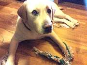Hundeberatung für Familienhunde - Kluge Hunde - Spiel und Beschäftigung sind wichtige Elemente der mentalen Auslastung. Hier genießt der Hund eine wohlverdiente Pause mit seinem Lieblingsspielzeug.