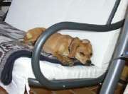 Hundebetreuung mit Herz Inh. Elke Hahn - 1