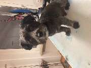 Hundefriseur Schlappohr - GALLERY