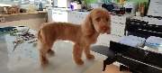 Hundefriseur Schlappohr - GALLERY