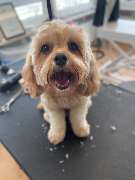 Hundefriseur Schlappohr München Schwabing - GALLERY