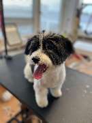 Hundefriseur Schlappohr München Schwabing - GALLERY