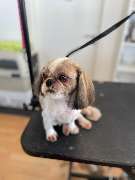 Hundefriseur Schlappohr München Schwabing - GALLERY