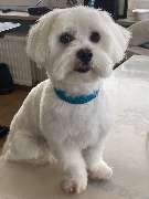 Hundefriseur Schlappohr München Schwabing - GALLERY