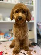 Hundefriseur Schlappohr München Schwabing - GALLERY