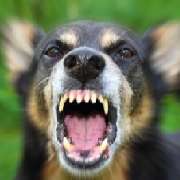 Problemhundetherapie