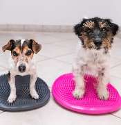 Hundephysiotherapie Rostock - GALLERY