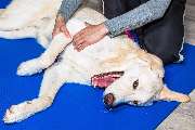 Hundephysiotherapie Rostock - GALLERY
