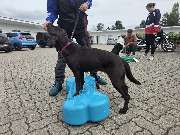 Hundephysiotherapie Rostock | Tierphysiotherapie Rostock - GALLERY