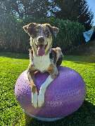 Hundephysiotherapie-Rummenholl - GALLERY