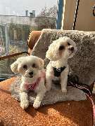 Hundesalon & Katzensalon - immerdar - für alle Felle - GALLERY