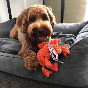 Hundesalon & Katzensalon - immerdar - für alle Felle - GALLERY