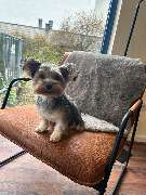 Hundesalon & Katzensalon - immerdar - für alle Felle - GALLERY