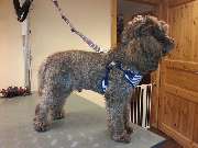 Hundesalon Könnecke - 4