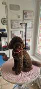 Hundesalon Maja&Dogs - GALLERY