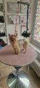 Hundesalon Maja&Dogs - GALLERY