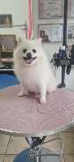 Hundesalon Maja&Dogs - GALLERY