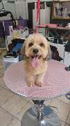 Hundesalon Maja&Dogs - GALLERY