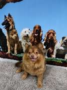 Hundesalon Maja&Dogs - GALLERY