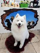 Hundesalon Maja&Dogs - GALLERY