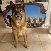 Hundesalon Maja&Dogs - GALLERY