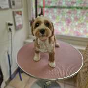 Hundesalon Maja&Dogs - GALLERY