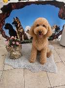 Hundesalon Maja&Dogs - GALLERY