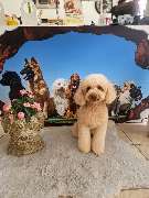 Hundesalon Maja&Dogs - GALLERY