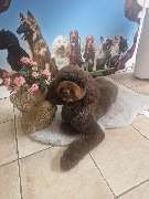Hundesalon Maja&Dogs - GALLERY