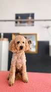 Hundesalon Maja&Dogs - GALLERY