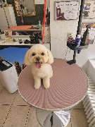 Hundesalon Maja&Dogs - GALLERY