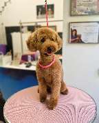 Hundesalon Maja&Dogs - GALLERY