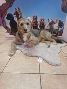 Hundesalon Maja&Dogs - GALLERY