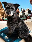 Hundesalon Maja&Dogs - GALLERY